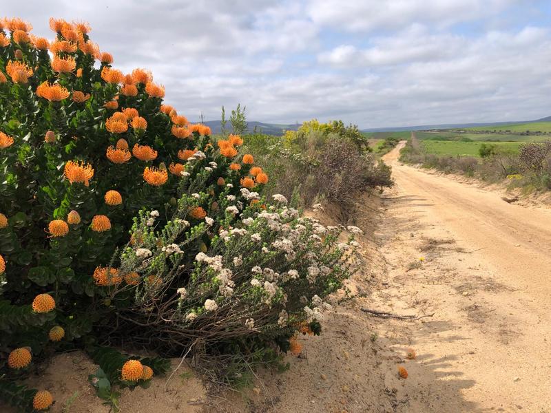 3 Bedroom Property for Sale in Gansbaai Rural Western Cape